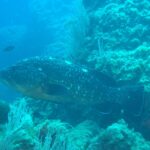 Velký kanic hnědý, tmavé tělo s bílými skvrnami a zlatavé břicho, plave doleva podél skalní stěny s bílými gorgoniemi, v modré vodě dva sapíni.