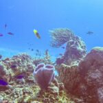 Útes v parku Cozumel: v popředí fialovomodrá vázovitá houba, sudovitá houba, vějířovitá gorgonie a drobné modré rybky v sytě modré vodě