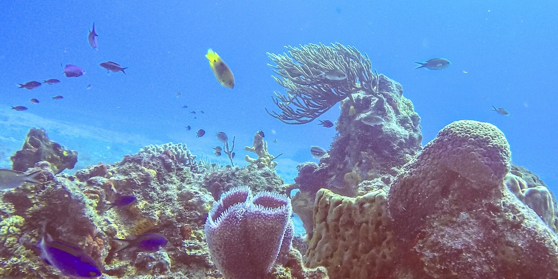 Útes v parku Cozumel: v popředí fialovomodrá vázovitá houba, sudovitá houba, vějířovitá gorgonie a drobné modré rybky v sytě modré vodě