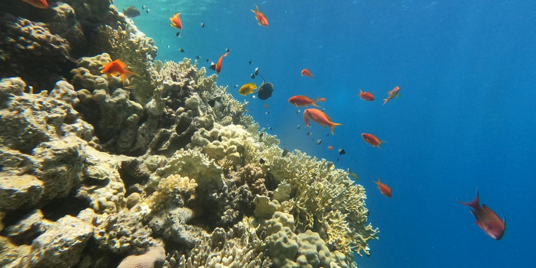 Stěna z ohnivého korálu a tvrdých korálů s rybkami anthias a sapínovci, sluneční světlo prosvítá hladinou