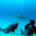 Dva potápěči vkleče na písku sledují žraloka býčího, který před nimi proplouvá v modrotyrkysové vodě u Playa del Carmen
