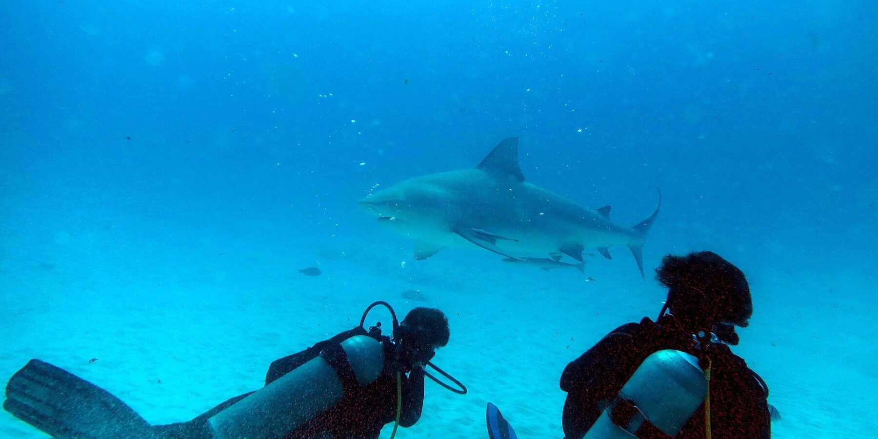Dva potápěči vkleče na písku sledují žraloka býčího, který před nimi proplouvá v modrotyrkysové vodě u Playa del Carmen